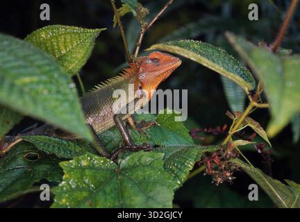 Orientalische Garteneidechse oder wechselbare Eidechse. Calotes versicolor, Calotes calotes, Stockfoto