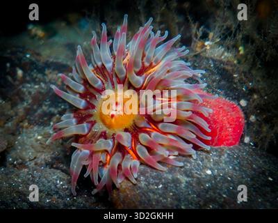 Dahlien-Seeanemone Stockfoto