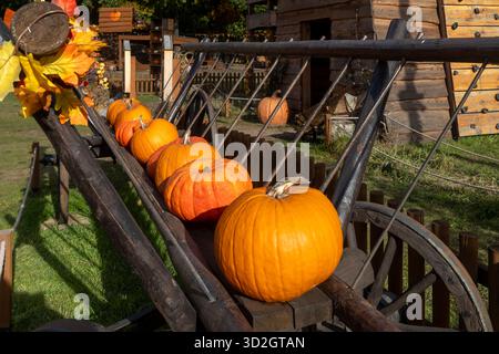 A close-up view of bright orange pumpkins lined up inside an old wooden hay wagon decorated with autumn leaves. Stockfoto