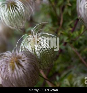 Eine Nahaufnahme mit weichem Fokus fängt die zarten, silbrigen Samenköpfe einer Clematis-Rebe ein und schafft eine strukturreiche und ätherische natürliche Abstraktion Stockfoto