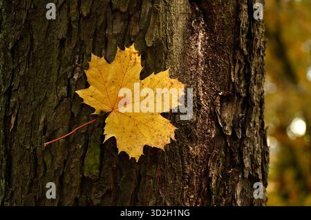 Gelbes Ahornblatt auf der Rinde eines Baumes im Herbstwald Stockfoto
