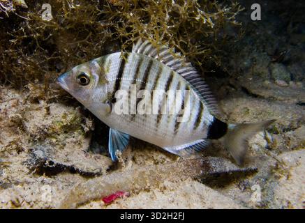 Gestreifte Seebrassen Stockfoto