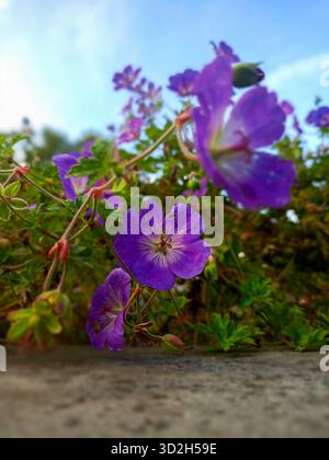 Ein extrem Nahaufnahme (Makro) Foto, das die detaillierte Struktur einer leuchtend violetten Kranichschnabelblume (Geranium) festlegt. Die geringe Tiefe des Feldes s s Stockfoto