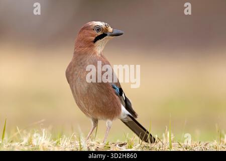 Der Eurasian jay (Garrulus glandarius), auch bekannt als jay ohne Bezeichnung in Großbritannien und Irland, ist eine Art von Passerine Stockfoto