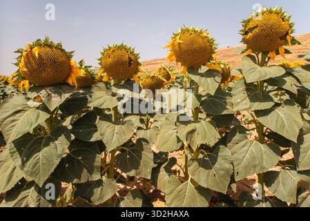 Sonnenblumen blühen auf einem Feld in der Nähe von Burgos Stockfoto