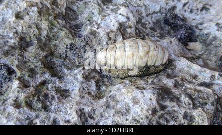Vaillant’s stacheliges Chiton (Acanthopleura vaillantii), das sich bei Ebbe entlang des Roten Meeres in Ägypten an einem Felsen festklammert und die Meereslebewesen der Gezeiten hervorhebt Stockfoto