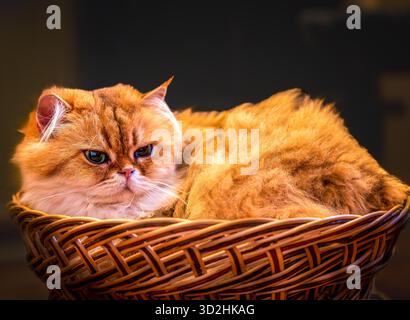 Flauschige britische Langhaarkatze, die sich in einem Korb mit weicher Beleuchtung und warmer gemütlicher Atmosphäre entspannt Stockfoto