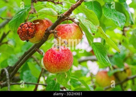 An einem fruchtigen Apfelbaum gruppieren sich drei gelbe rote Äpfel auf einem Zweig, daneben hängt ein schrumpeliger, verfaulter Apfel, der Kontrast zeigt gesundes Kolo Stockfoto