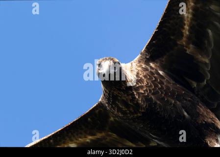 Australiens größter Raubvogel, der Keilschwanzadler Stockfoto