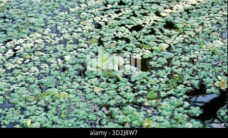 Wasser mit Salat bedeckt Stockfoto