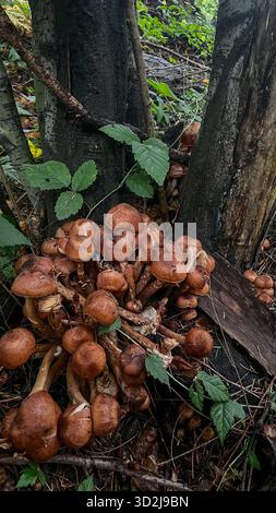 Eine dichte Gruppe von Honigpilzen (Armillaria mellea) mit braunen konvexen Kappen bricht aus dunklem Baumstamm im grünen Waldunterholz aus Stockfoto