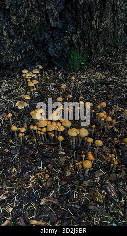 Aus dunklem Holzmulch auf moosbewachsener Baumbasis kommt eine dichte Gruppe von kleinen, orangen Pilzen (Mycena leaiana) mit glockenförmigen Kappen hervor Stockfoto