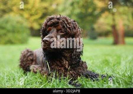 Wunderschöner irischer Wasserspaniel-Hund im Park Stockfoto