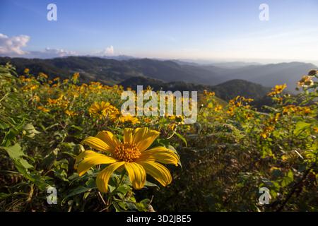 Gelbes mexikanisches Sonnenblumenfeld auf dem Berg bei schönem Sonnenaufgang. Die Landschaft der Natur am Morgen weckt ein Gefühl der friedlichen Ruhe Stockfoto