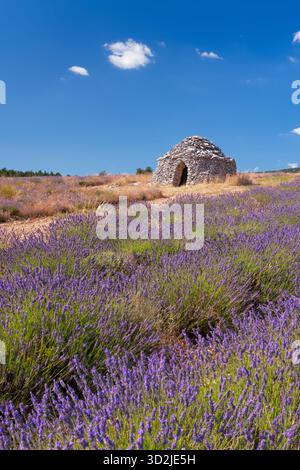 Ein borie, Trockensteingebäude auf einem Feld mit Lavendel in der Nähe des Dorfes Ferrassieres, Drome, Provence, Frankreich, Europa. Stockfoto