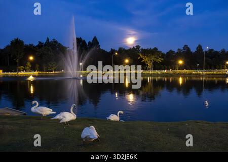Weiße Schwäne ruhen anmutig am ruhigen See mit einem hohen Wasserbrunnen unter dem ruhigen Nachthimmel aus. Die Parkleuchten beleuchten eine ruhige Szene und reflektieren die Standlichter Stockfoto