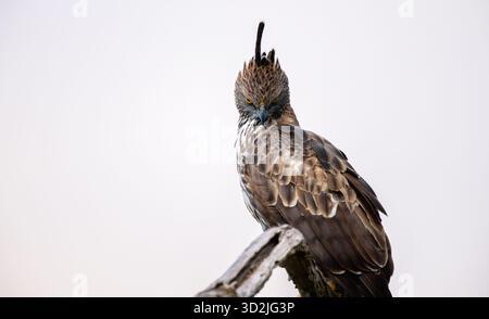 Wechselbarer Falkenadler auf einem verwitterten Zweig im Yala-Nationalpark, Sri Lanka, durchstreift die Landschaft mit durchdringenden gelben Augen Stockfoto
