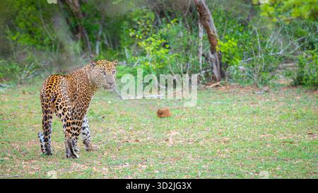 Der Sri-lankische Leopard hält inne und blickt wachsam zurück. Die wilde Schönheit und die schwer fassbare Präsenz des Apex-Raubtiers in seinem natürlichen Lebensraum Stockfoto
