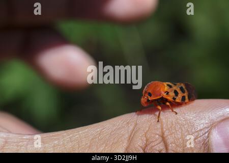 Sanfte Makroansicht eines orangen Marienkäfers, kleiner Insektenkäfer, der auf dem menschlichen Finger liegt. Wunderbarer Moment der Verbindung mit der Tierwelt und der Natur in uns Stockfoto
