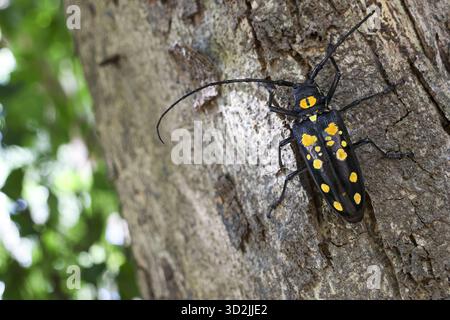 Faszinierende Nahaufnahme des schwarzen und gelben Langhornkäfers auf Baumstamm. Ein Insekt mit langen Antennen krabbelt auf rauer brauner Rinde im natürlichen Outdoor für Stockfoto