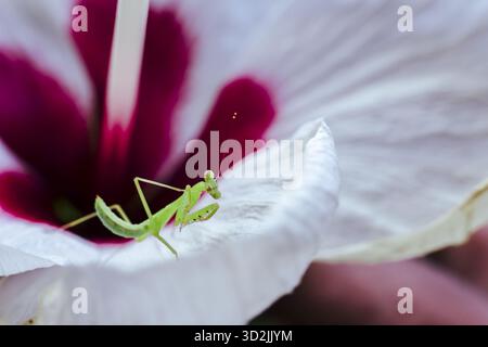 Winzige Gebetsmantis thront zarte weiße Hibiskusblüten, deren hellgrüner Körper einen auffälligen Kontrast zu den Blütenblättern und das tiefe magentafarbene Zentrum vermittelt Stockfoto