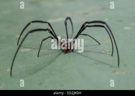Einschüchternde goldene Kugel Weberspinne mit langem schwarzem Bein auf grünem Hintergrund. Dieser furchterregende Arachnid zeigt seinen detaillierten Körper, seine markante Markierung und l Stockfoto