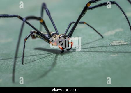 Gruselige schwarze Spinnen-Arachnid mit langen Beinen in Makroaufnahme. Dieses wilde Insekt der Natur steht auf grüner Oberfläche und schafft einen einschüchternden Schatten Stockfoto