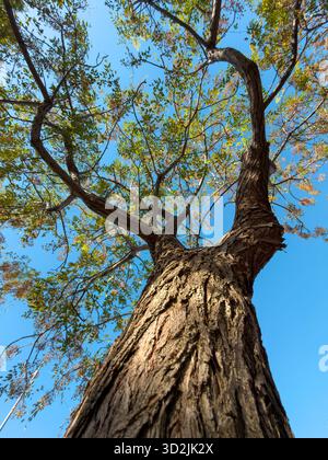 Niedriger Winkel eines großen Baumstamms, der in den blauen Himmel reicht Stockfoto