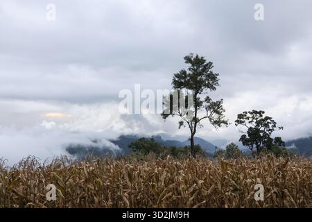 Die beschauliche Naturlandschaft enthüllt ein ausgedehntes Trockenfeld, ein einsamer Baum erhebt sich auf sanften Bergen. Schwere Wolken decken den Himmel und schaffen ein ruhiges Outdoo Stockfoto