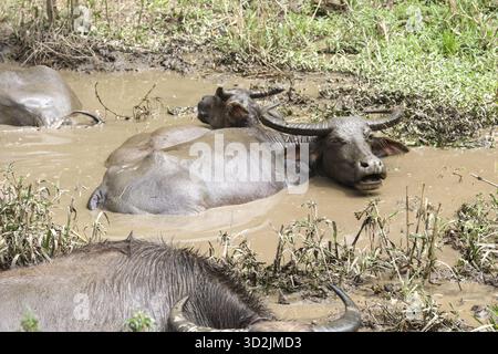 Wasserbüffel genießen ein kühlendes Schlammbad, auf der Suche nach Entspannung von Hitze und Insekten natürlichen Feuchtgebieten. Diese mächtigen Tiere finden Trost und rej Stockfoto