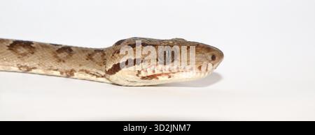 Nahaufnahme des Kopfes eines erwachsenen Corallus hortulana (Amazon Tree Boa, auch bekannt als Garden Tree Boa), fotografiert auf weißem Hintergrund. Ein gewöhnliches aber Stockfoto