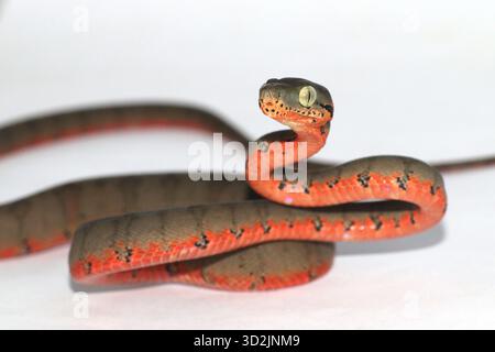 Nahaufnahme des Kopfes eines juvenilen Corallus hortulana (Amazonasbaum Boa, Gartenbaum Boa) mit roter ventraler Färbung. Fotografiert auf weißem Hintergrund Stockfoto