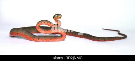 Ganzkörperansicht eines juvenilen Corallus hortulana (Amazon Tree Boa, Garden Tree Boa) mit roter ventraler Färbung. Studio-Bild auf weißem Hintergrund Stockfoto