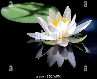 Nahaufnahme einer Wildwasser-Lilie-Blüte in einem Teich Stockfoto