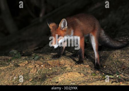 Fox Stockfoto