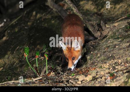 Fox Stockfoto