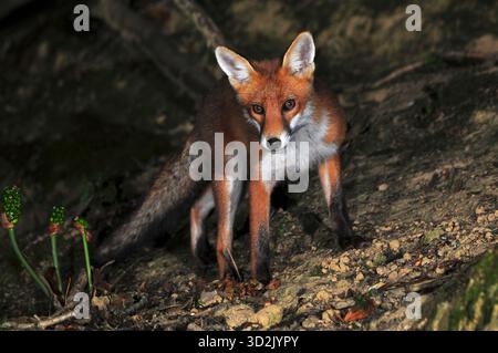 Fox Stockfoto