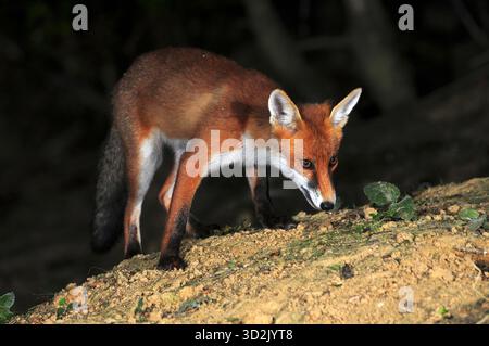 Fox Stockfoto