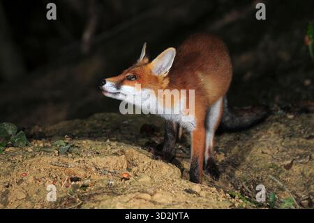 Fox Stockfoto