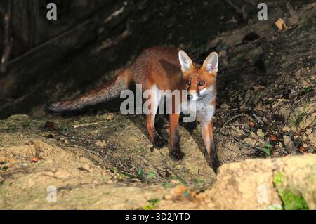 Fox Stockfoto