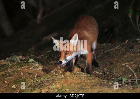 Fox Stockfoto