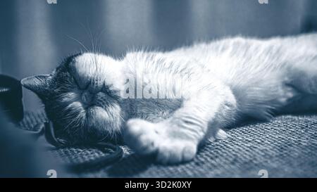 Süße exotische Katze, die bequem auf weichem Stoffsofa liegt Stockfoto