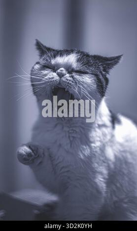 Entspannte Katze genießt still-Moment auf der Couch Stockfoto