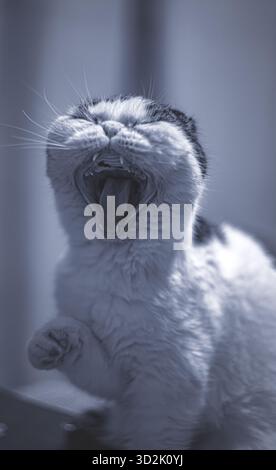 Süße exotische Extremkatze mit kurzem Maul, die ruhig schläft Stockfoto