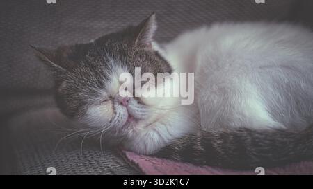 Elegante Hauskatze mit flauschigem Fell, die auf einer stilvollen Couch entspannt und für Komfort, Harmonie und friedliches Wohnen steht Stockfoto