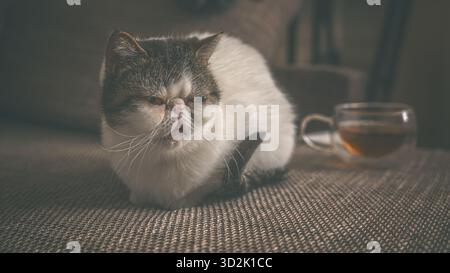 Die weiße Katze Snoopy liegt auf einem braunen Sofa Stockfoto