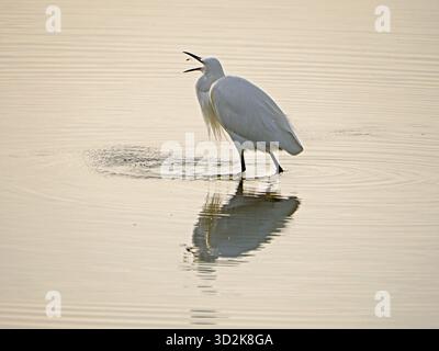 Little Egret (Egretta garzetta) - Fische in der Luft zwischen den Schnäppchen im goldenen Glanz im Leighton Moss RSPB Nature Reserve, Lancashire, England, Großbritannien Stockfoto