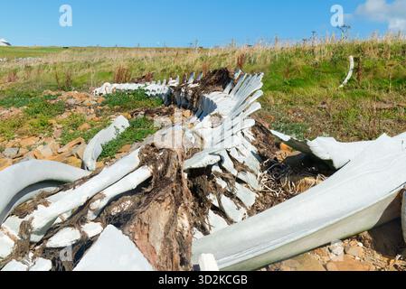 Skelett eines Finnwals an der Küste von Orkney, Schottland Stockfoto