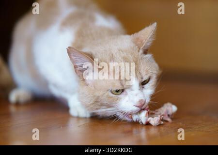 Eine helle Katze konzentriert sich darauf, Fleischreste vom Holzboden in einem warmen und einladenden Raum zu essen. Stockfoto