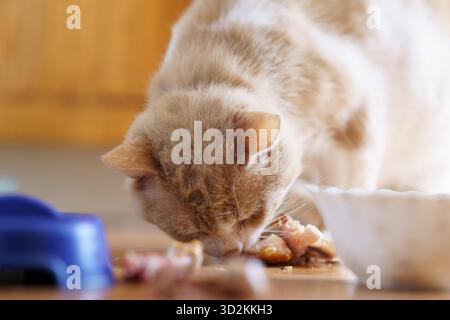 Eine helle Katze isst von einem Teller auf dem Boden in einer warmen Küche. Essensreste umgeben sie, was auf eine leckere Mahlzeit hinweist. Stockfoto